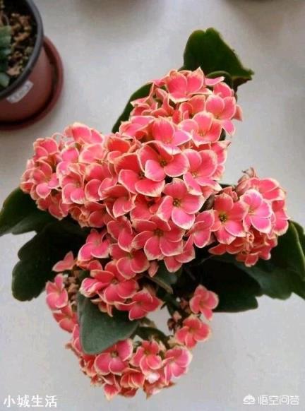 刚买的长寿花苗怎么栽种?
