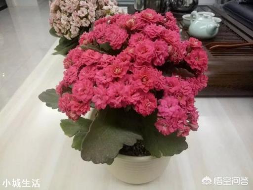 刚买的长寿花苗怎么栽种?
