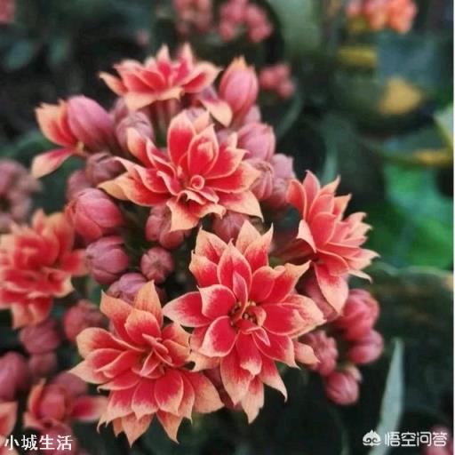 刚买的长寿花苗怎么栽种?