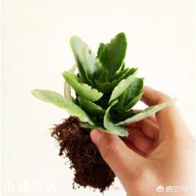 刚买的长寿花苗怎么栽种?
