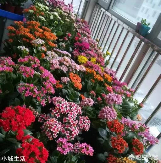 刚买的长寿花苗怎么栽种?