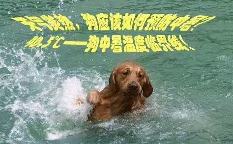 夏日来临，狗狗中暑的表现及应急措施！