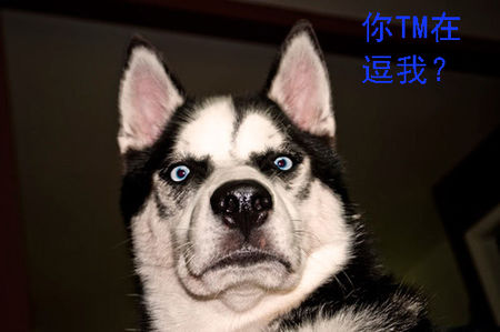 看完介绍后，你还想购买哈士奇吗？