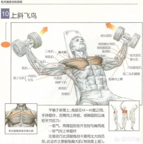 哑铃飞鸟的核心点在哪？
