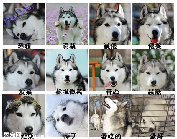 导致哈士奇体臭的三大原因