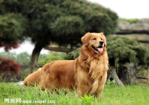 金毛和金毛猎犬有什么区别？