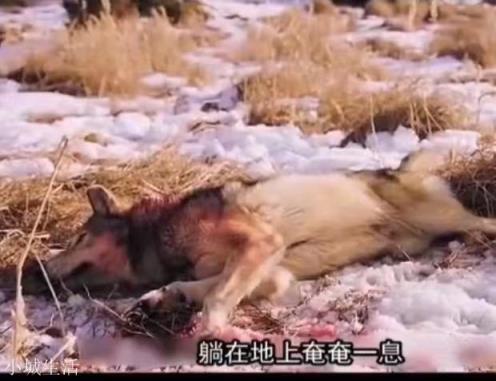 为什么熊攻击狼窝，狼却不敢挽救？熊和狼谁强？
