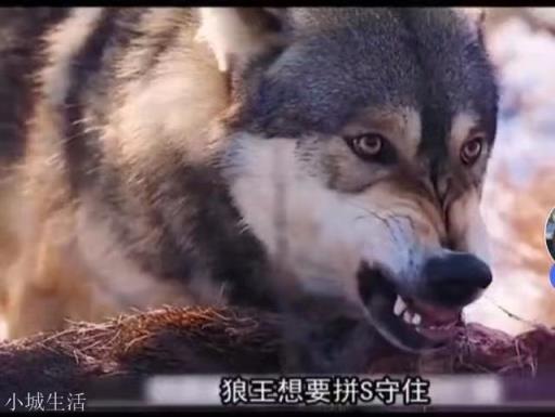 为什么熊攻击狼窝，狼却不敢挽救？熊和狼谁强？