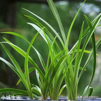 兰花新芽太多怎么办?