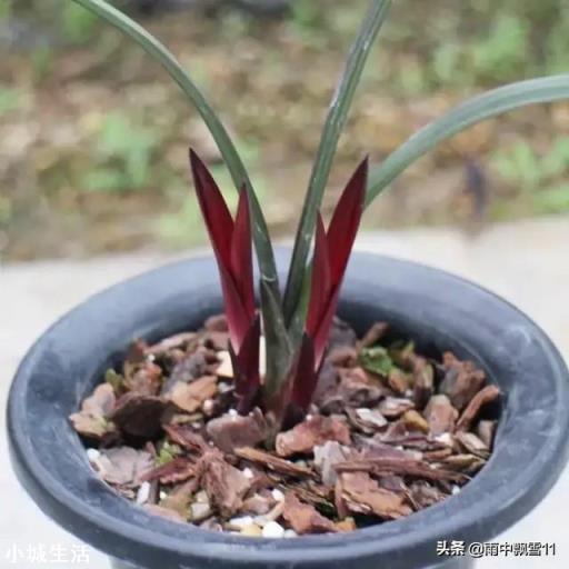 兰花新芽太多怎么办?