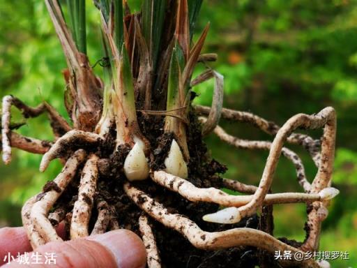 兰花新芽太多怎么办?