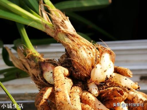 兰花新芽太多怎么办?