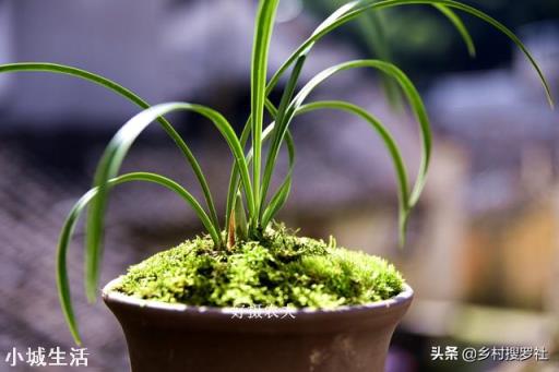 兰花新芽太多怎么办?
