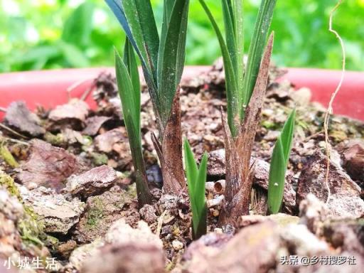兰花新芽太多怎么办?