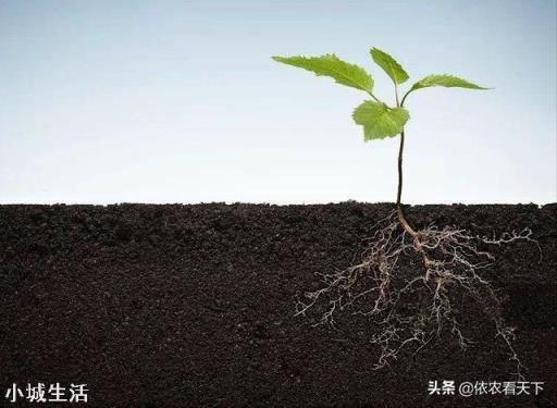 微生物菌剂如何促进根系生长？