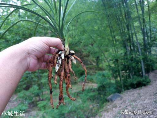 微生物菌剂如何促进根系生长？
