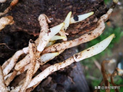 微生物菌剂如何促进根系生长？