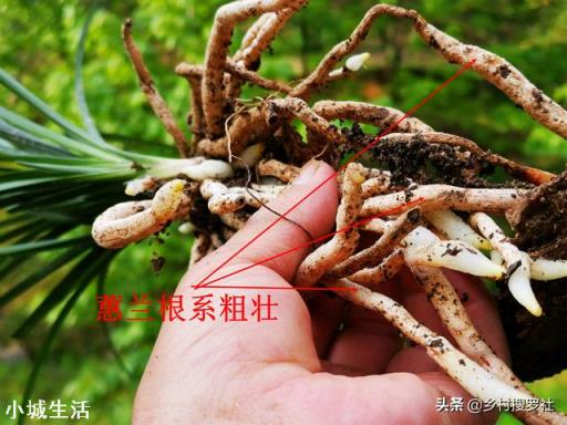 微生物菌剂如何促进根系生长？