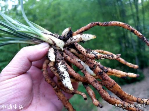 微生物菌剂如何促进根系生长？