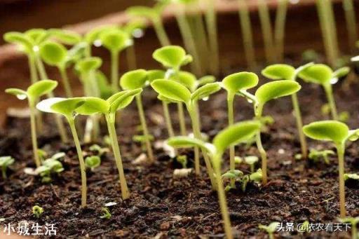 微生物菌剂如何促进根系生长？