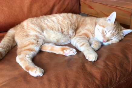 猫咪为什么不愿意睡窝 猫咪为什么在主人睡觉的时候叫