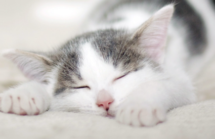 猫咪为什么不愿意睡窝 猫咪为什么在主人睡觉的时候叫
