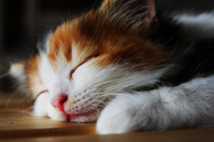 猫咪为什么不愿意睡窝 猫咪为什么在主人睡觉的时候叫
