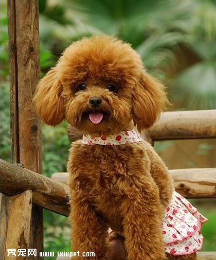 泰迪犬选购_泰迪犬价格