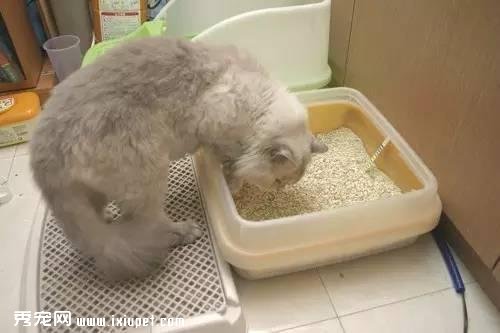 猫咪异常排尿病因分析统计！