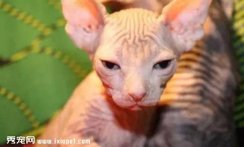科普母猫不孕不发情的五大原因