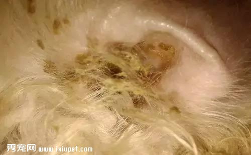 狗狗常见四种耳道疾病的预防和治疗？