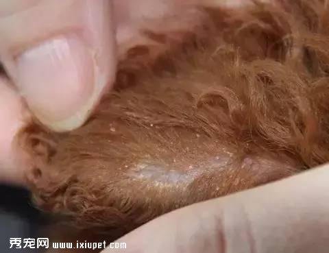 狗狗常见四种耳道疾病的预防和治疗？
