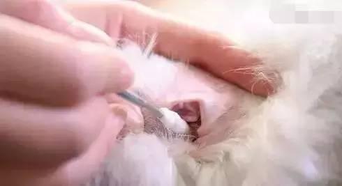 狗狗常见四种耳道疾病的预防和治疗？