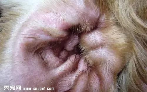 狗狗常见四种耳道疾病的预防和治疗？