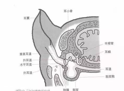 狗狗常见四种耳道疾病的预防和治疗？