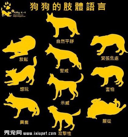 神马？作为铲屎官你居然不知道这些！