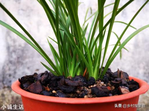 气温在20度左右的秋季,可以用“浆糊”状的菜油脚根施兰花吗?
