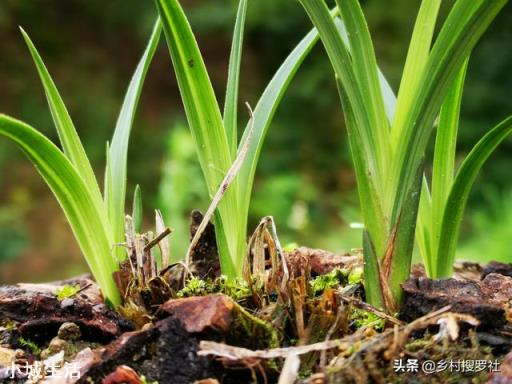 气温在20度左右的秋季,可以用“浆糊”状的菜油脚根施兰花吗?