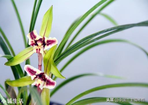 兰花什么季节开花？什么季节施肥？