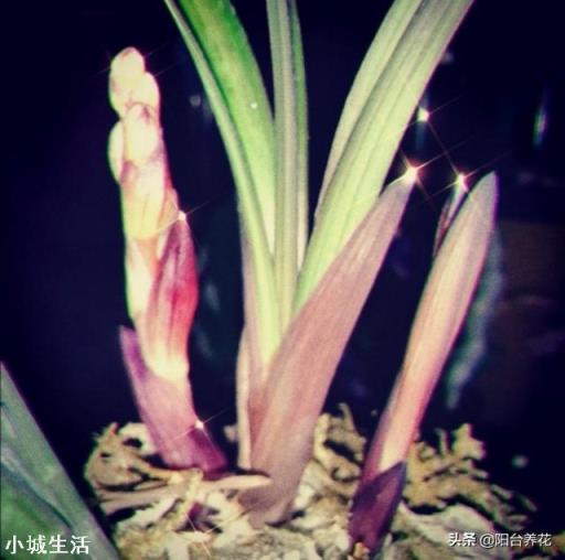 兰花什么季节开花？什么季节施肥？