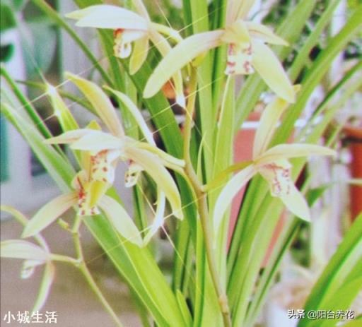 兰花什么季节开花？什么季节施肥？
