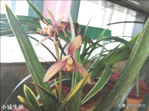 兰花什么季节开花？什么季节施肥？