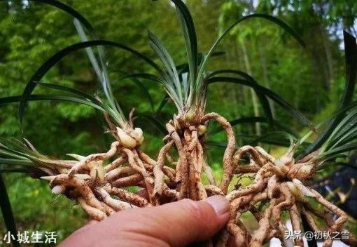 兰花换完土叶子有点蔫是怎么回事？