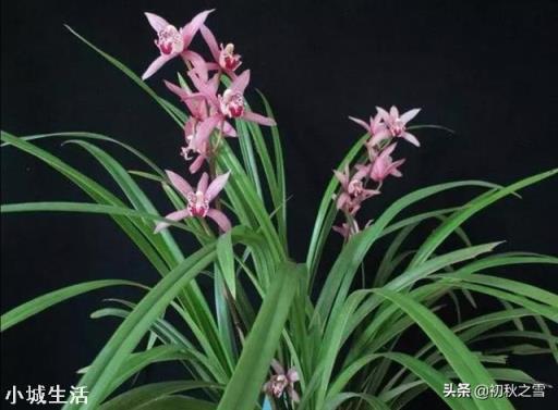 兰花换完土叶子有点蔫是怎么回事？