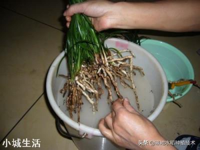 兰花换完土叶子有点蔫是怎么回事？