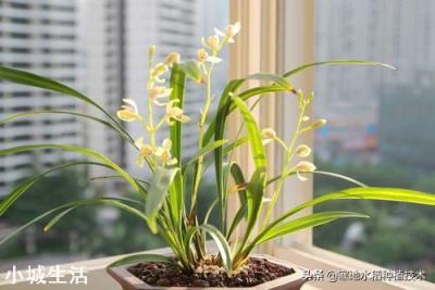 兰花换完土叶子有点蔫是怎么回事？