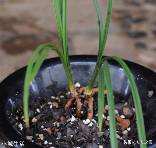 兰花换完土叶子有点蔫是怎么回事？