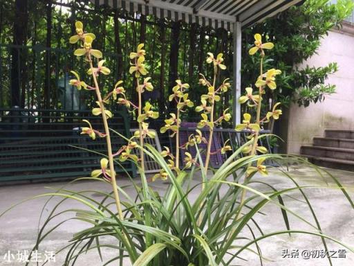 兰花换完土叶子有点蔫是怎么回事？