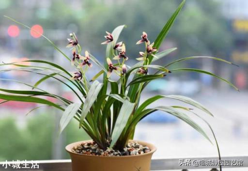 兰花植料透气 ，没有陪嫁土，怎样才能解决兰花僵苗问题？