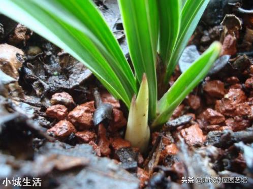兰花植料透气 ，没有陪嫁土，怎样才能解决兰花僵苗问题？